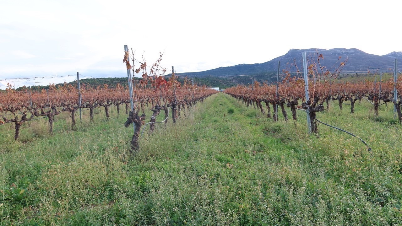 7.- Imagen de la Finca La Plana del Vico con cubierta vegetal|1.- Cerca de 100 viticultores de La Rioja acudieron a las Jornadas|5.- Estación temática sobre beneficios en el suelo agrícola